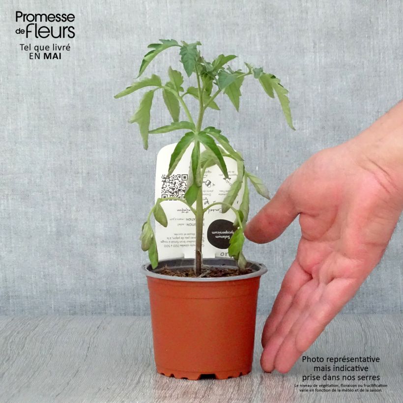 Tomate Noire de Crimée BIO - Tomate ancienne en plants  Pot de 10,5 cm esemplare consegnato in primavera