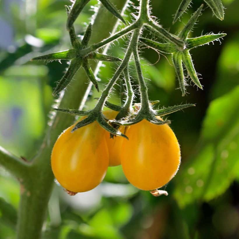 Pomodoro ciliegino Yellow Pearshaped BIO (semi) (Raccolta)