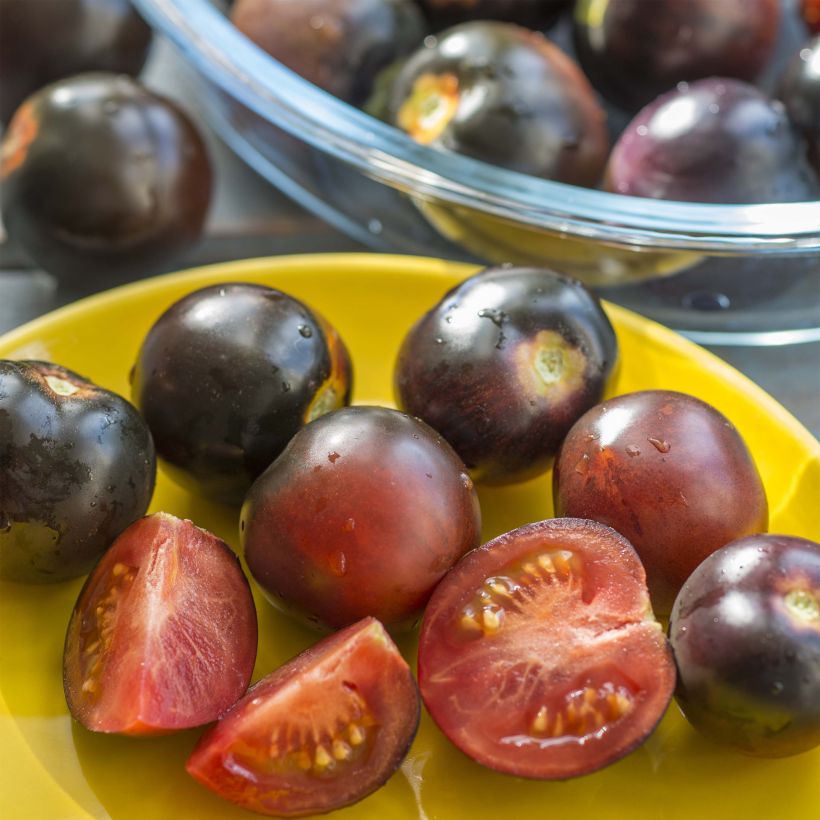 Pomodoro ciliegino/datterino Cherry Pearl (Raccolta)