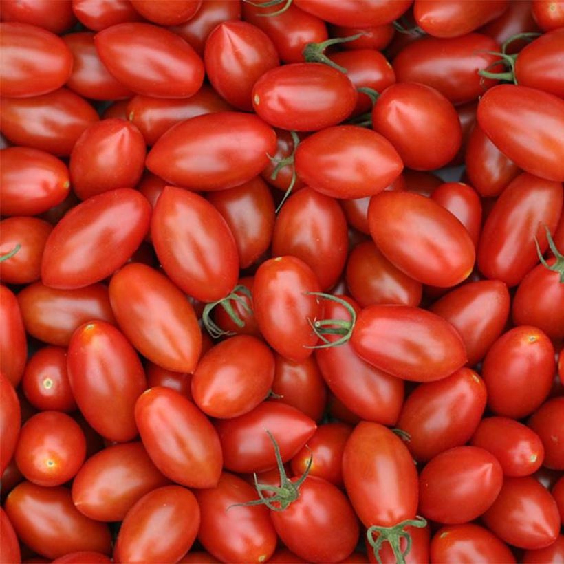 Pomodoro ciliegino/datterino Trilly (piante innestate) (Raccolta)