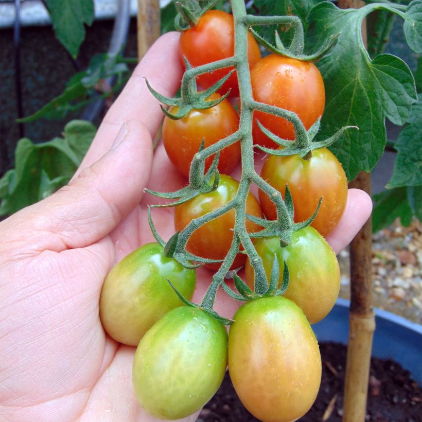 Pomodoro ciliegino/datterino Tutti Frutti (Raccolta)