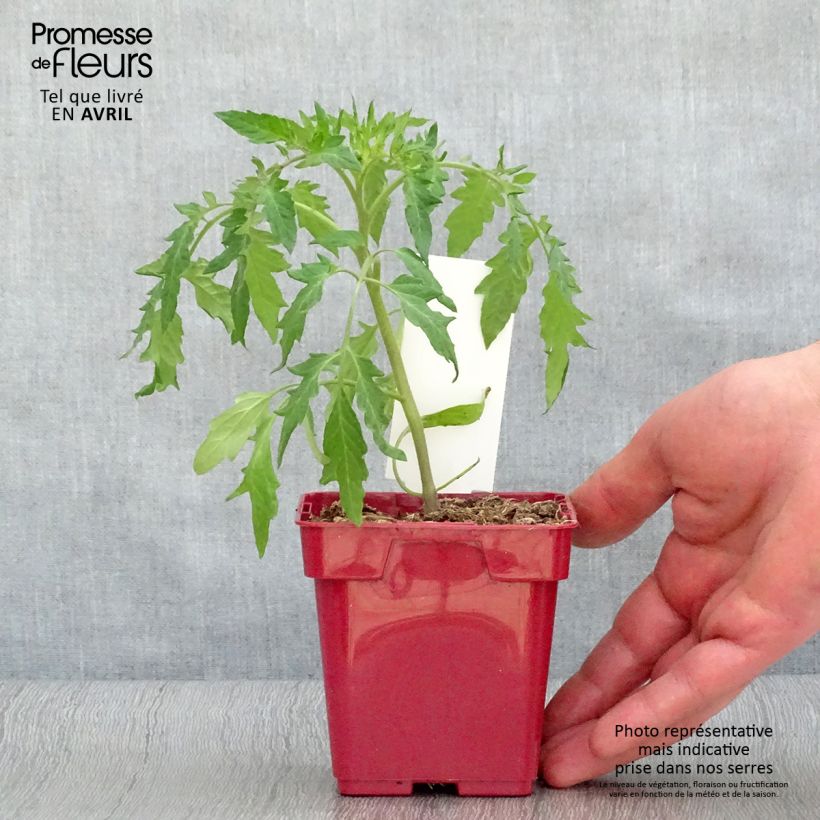 Tomate cœur de bœuf rose (Cuor di Bue Rose) en pot Pot de 10 cm/11cm esemplare consegnato in primavera