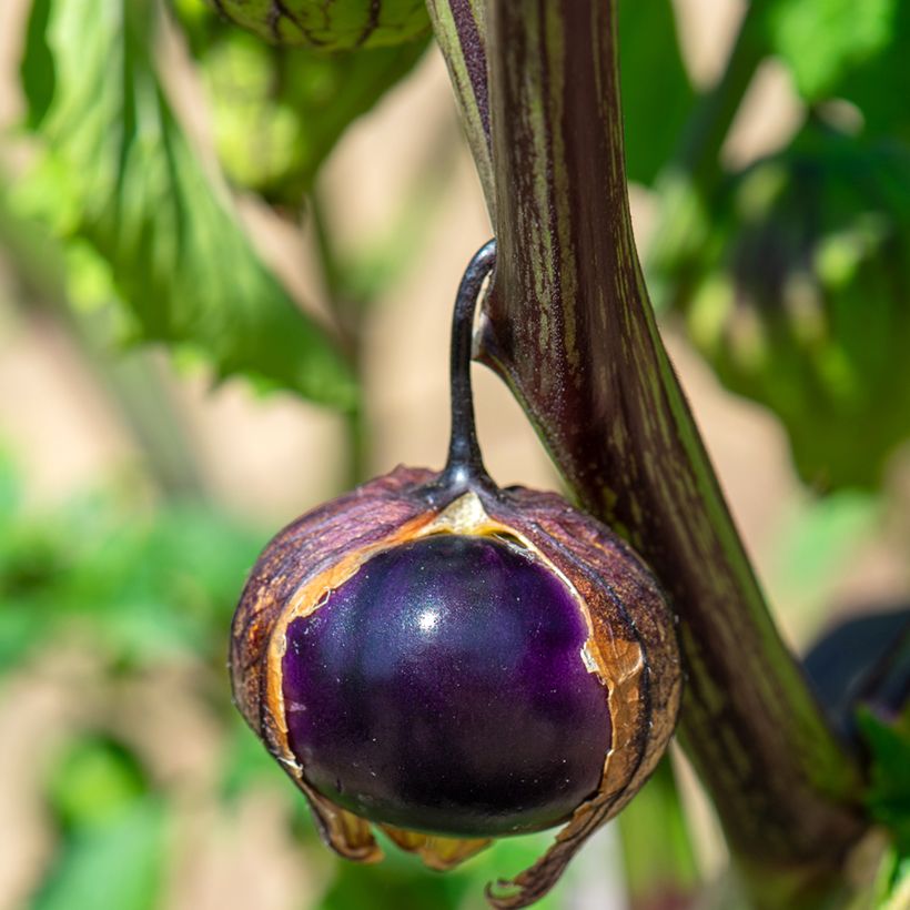 Physalis ixocarpa - Alchechengio vischioso (Raccolta)