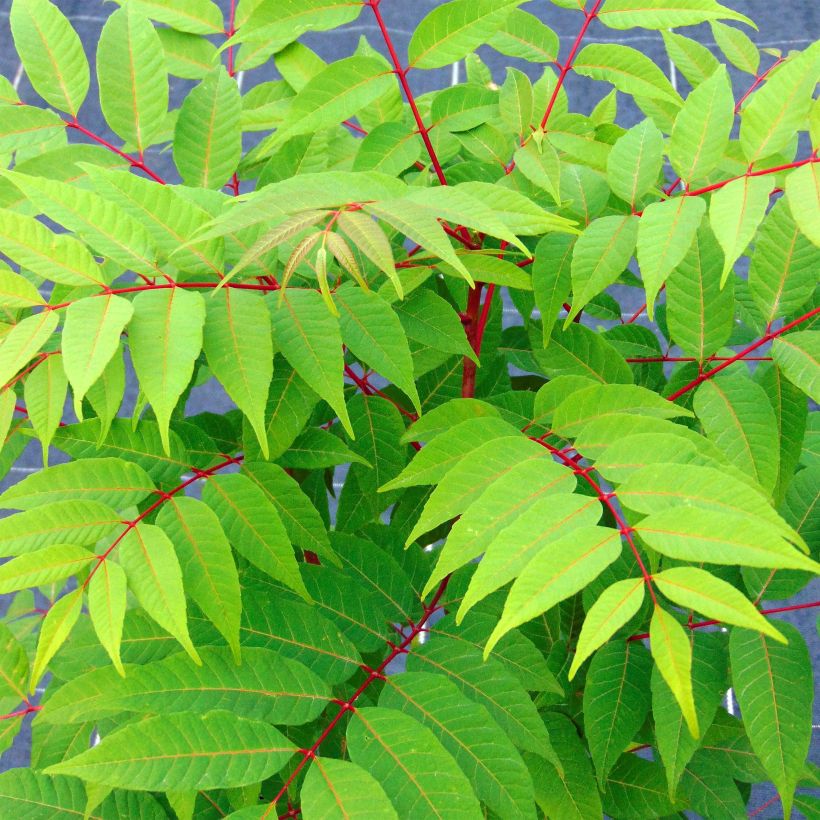 Toona sinensis Flamingo (Fogliame)