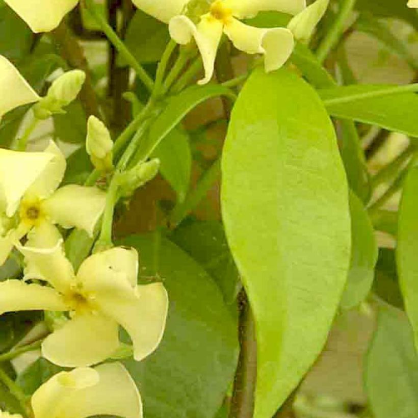 Trachelospermum jasminoides Star of Toscane - Falso gelsomino (Fogliame)