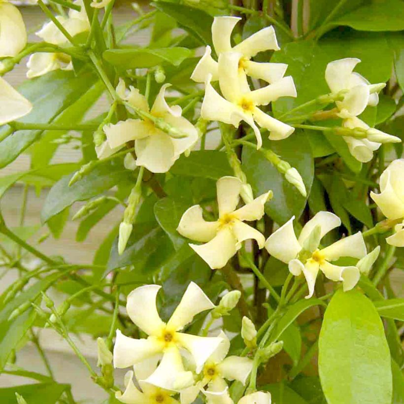 Trachelospermum jasminoides Star of Toscane - Falso gelsomino (Fioritura)