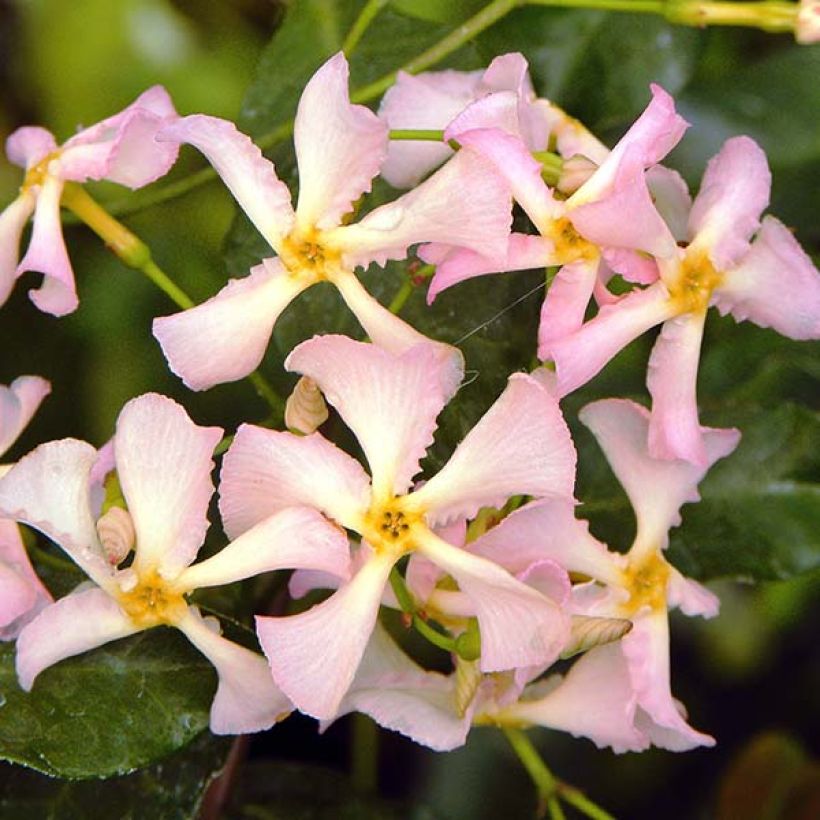 Trachelospermum asiaticum Pink Showers - Falso gelsomino asiatico (Fioritura)