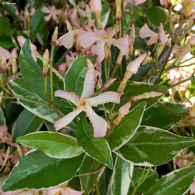 Trachelospermum asiaticum Star of Milano - Falso gelsomino asiatico (Fioritura)