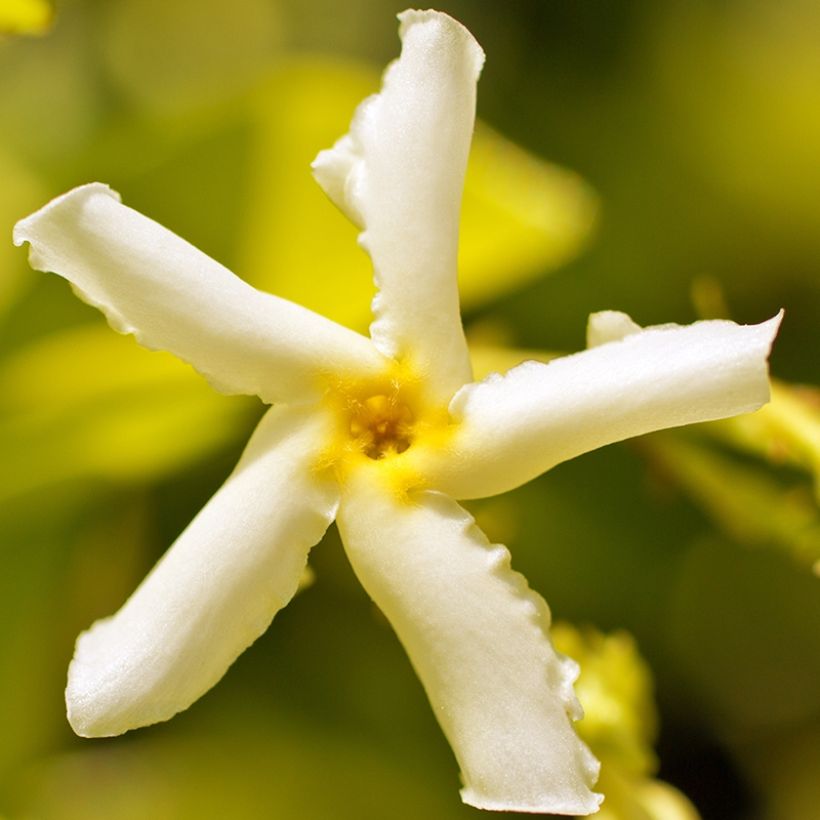 Trachelospermum asiaticum Chili & Vanilla Livano - Falso gelsomino asiatico (Fioritura)