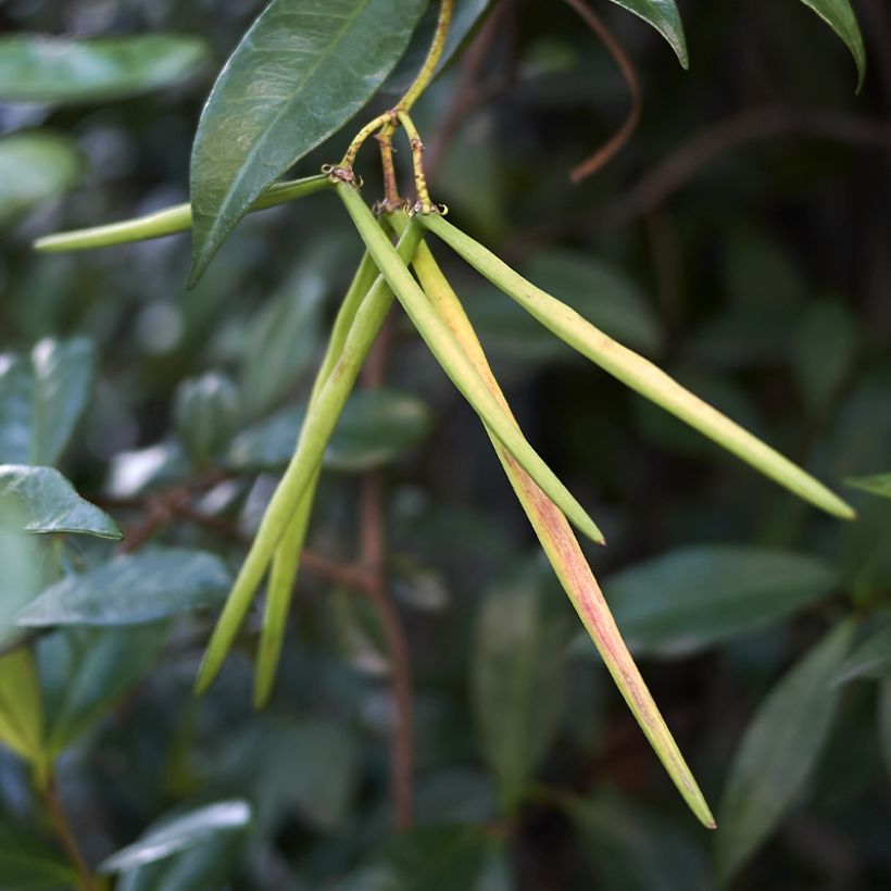 Trachelospermum asiaticum Chili & Vanilla Livano - Falso gelsomino asiatico (Raccolta)