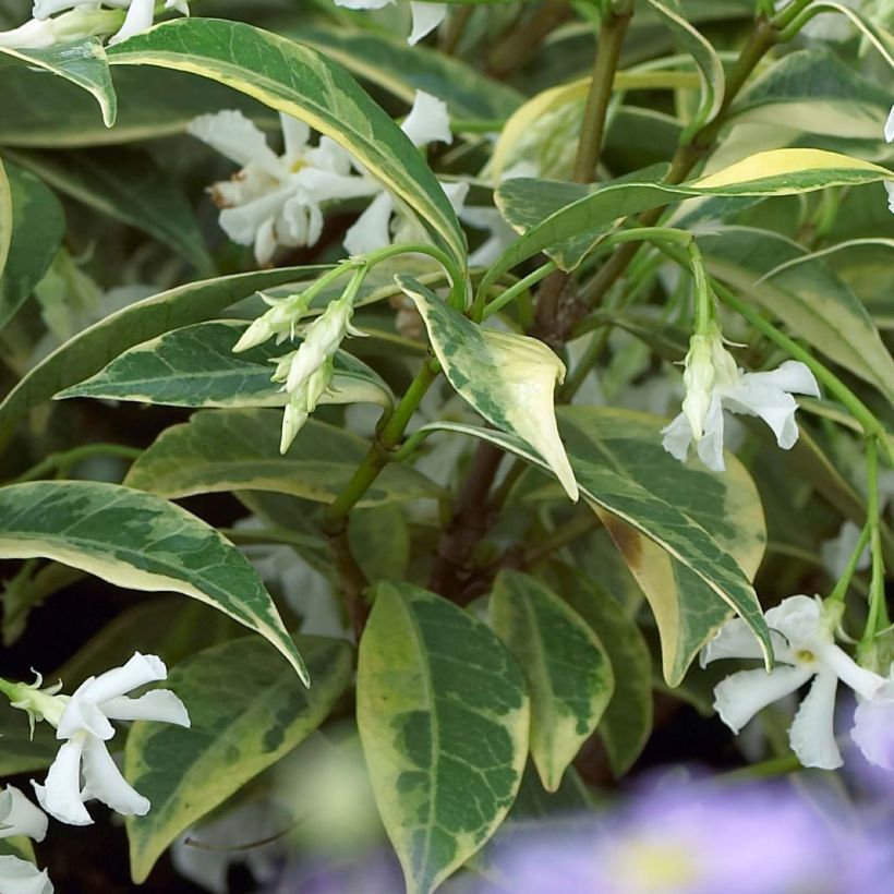 Trachelospermum jasminoides Sun Lover - Falso gelsomino (Fogliame)