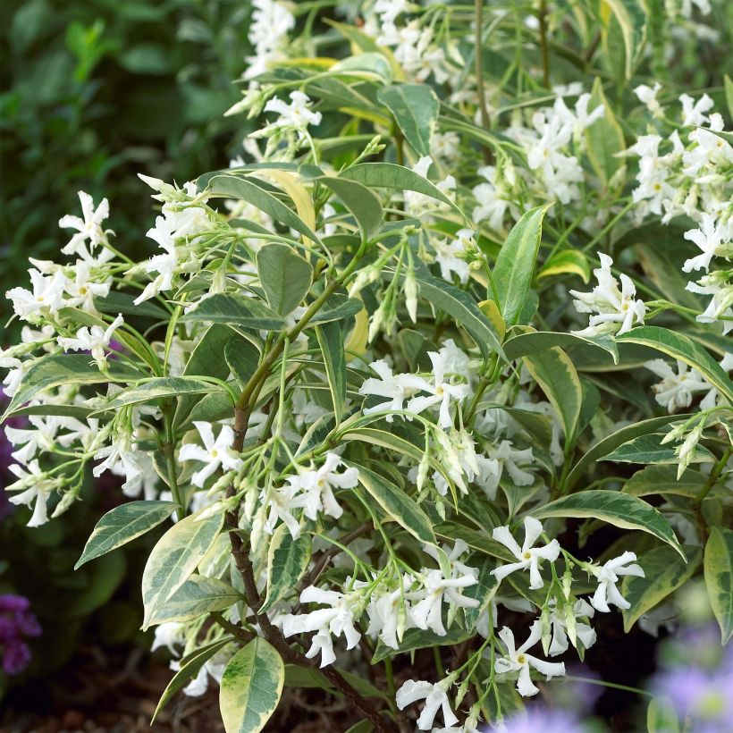 Trachelospermum jasminoides Sun Lover - Falso gelsomino (Fioritura)