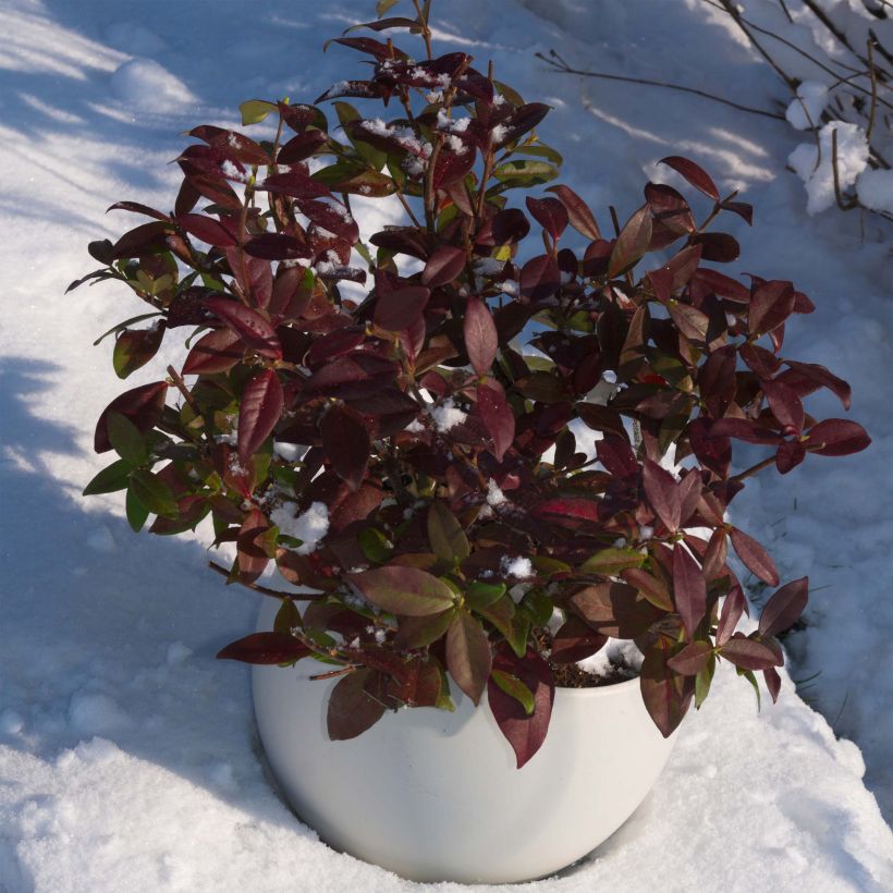 Trachelospermum jasminoides Winter Ruby 'Trared - Falso gelsomino (Porto)