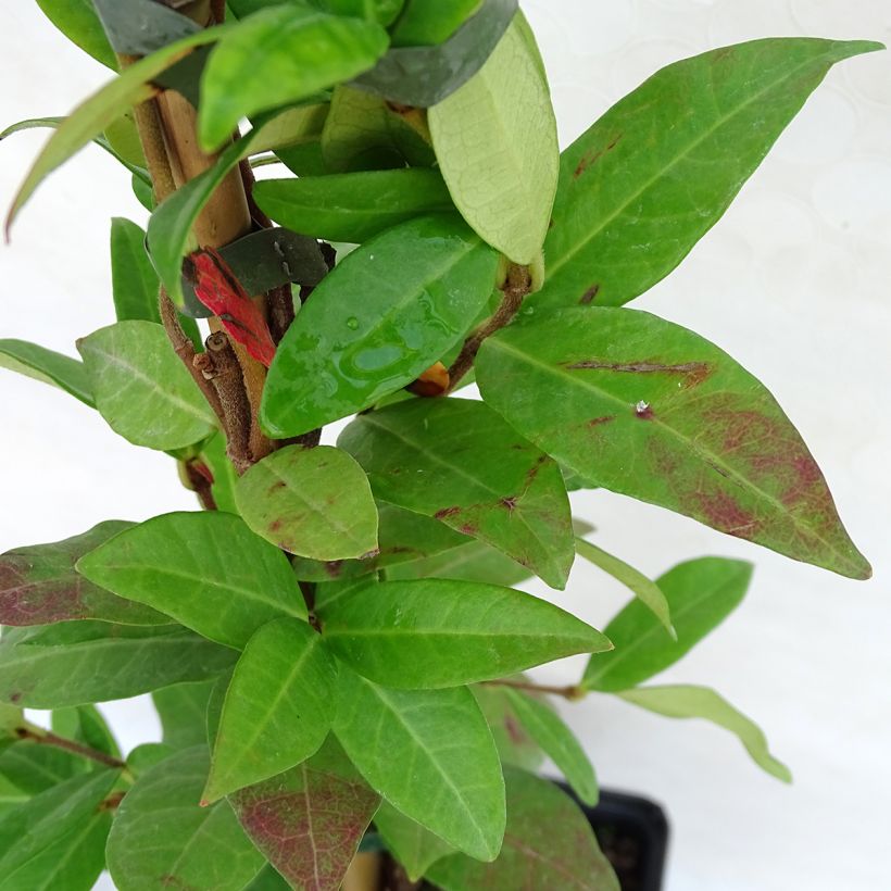 Trachelospermum jasminoides Winter Ruby 'Trared - Falso gelsomino (Fogliame)