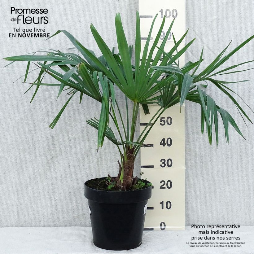 Palmier de Chine - Trachycarpus fortunei en pot de 15L esemplare consegnato in inverno