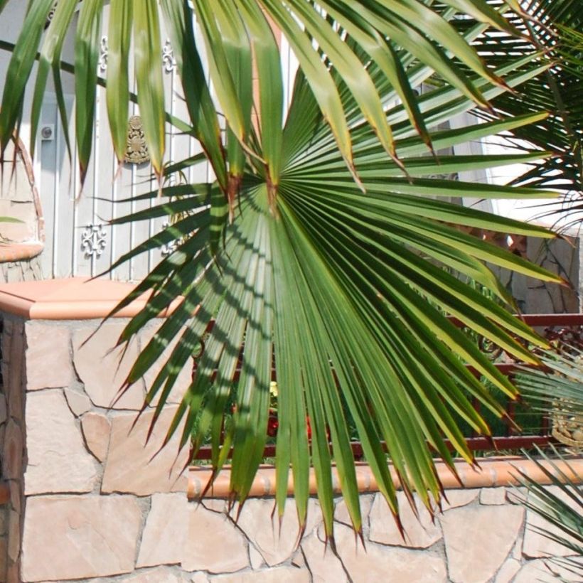 Trachycarpus latisectus (Fogliame)