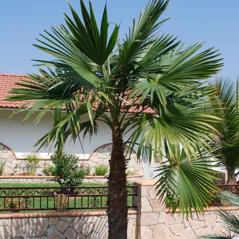 Trachycarpus latisectus (Porto)