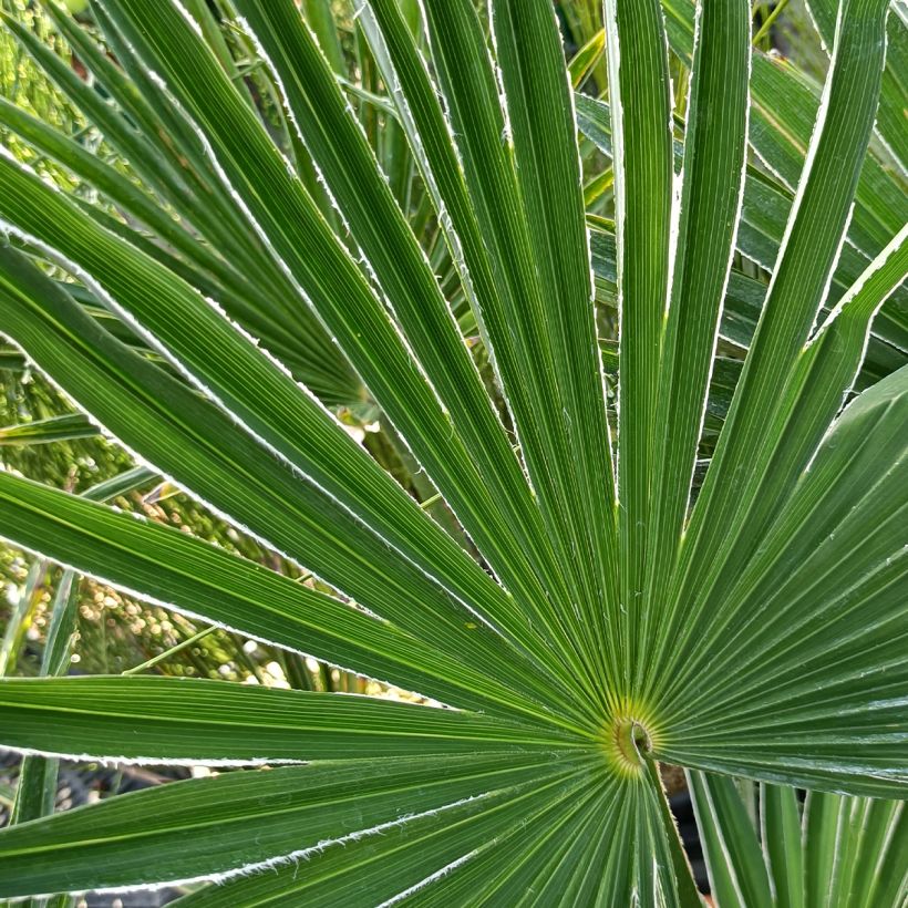 Trachycarpus wagnerianus (Fogliame)