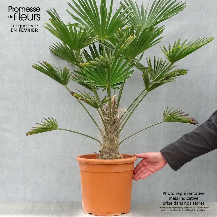 Trachycarpus wagnerianus - Palmier miniature pot de 14L esemplare consegnato in inverno