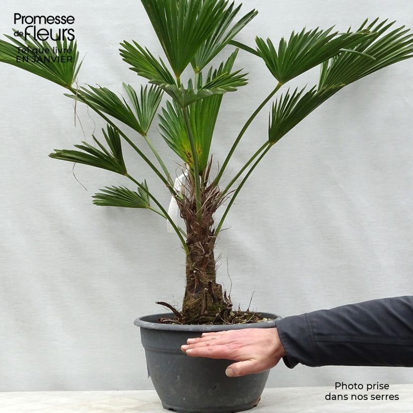 Trachycarpus wagnerianus - Palmier miniature pot de 7L esemplare consegnato in inverno