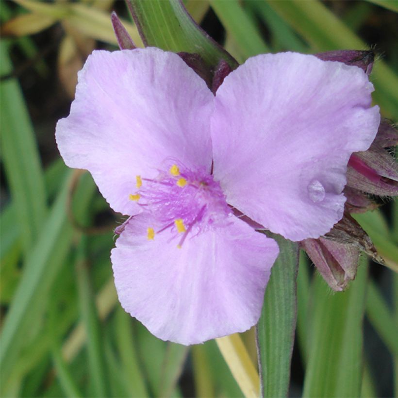 Tradescantia andersoniana Perrine's Pink (Fioritura)