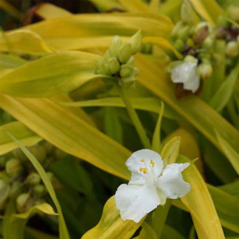 Tradescantia andersoniana Angelic Charm (Fioritura)