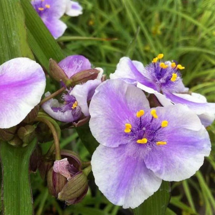 Tradescantia andersoniana Bilberry Ice (Fioritura)