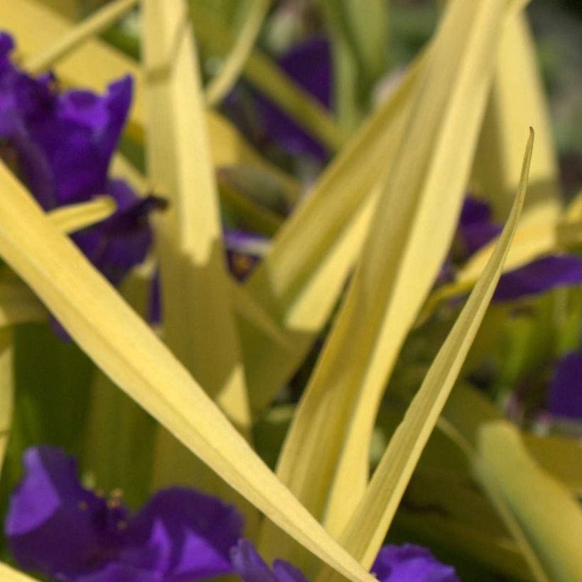 Tradescantia andersoniana Blue and Gold (Fogliame)