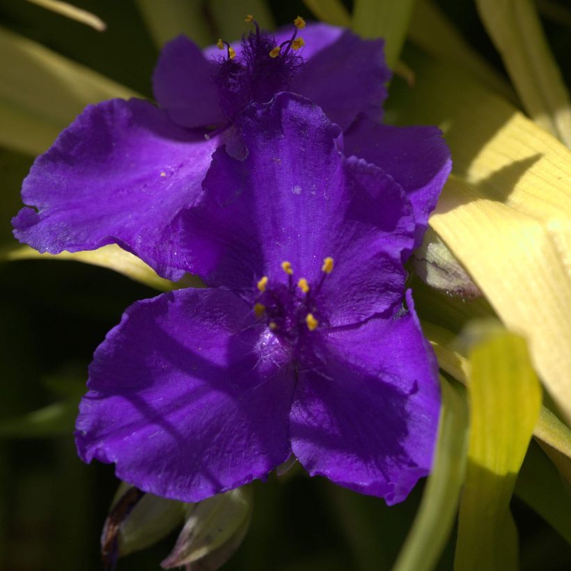 Tradescantia andersoniana Blue and Gold (Fioritura)