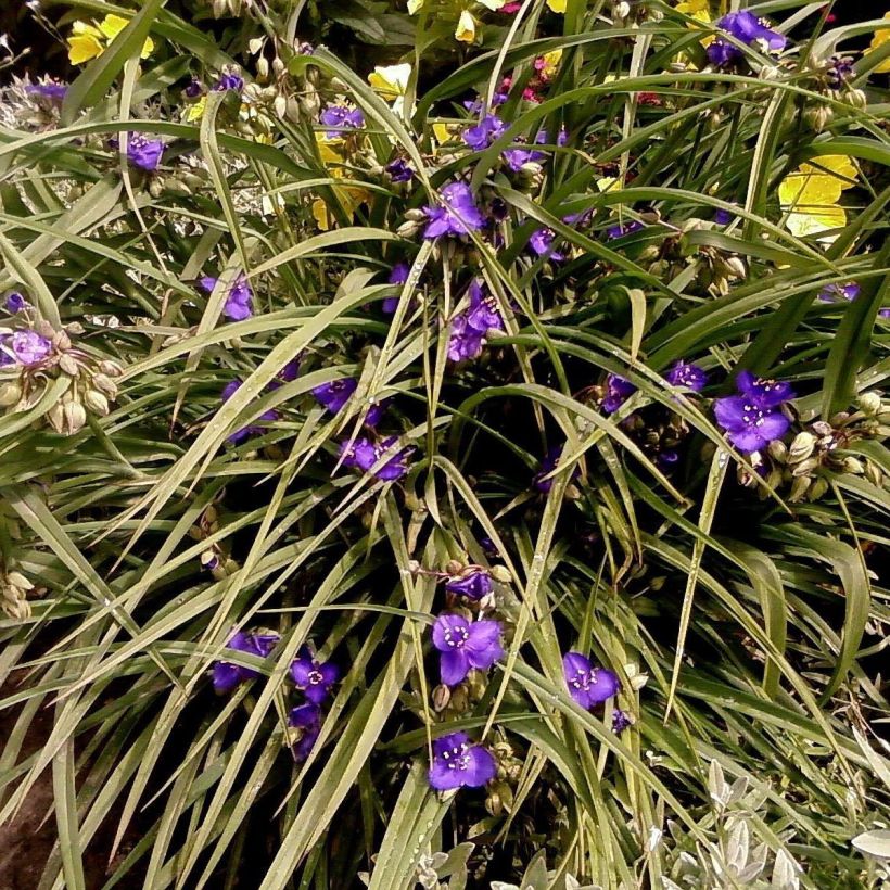 Tradescantia andersoniana Isis (Porto)