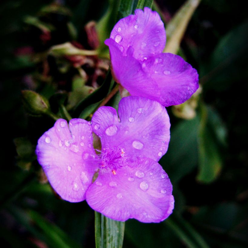 Tradescantia andersoniana Karminglut (Fioritura)