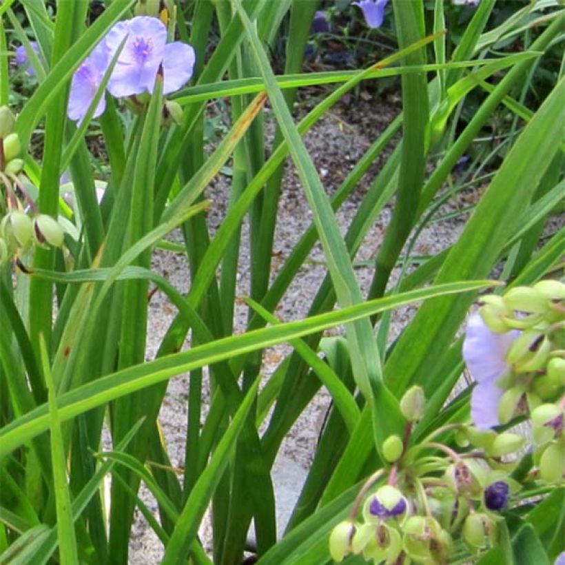 Tradescantia andersoniana Little Doll (Fogliame)