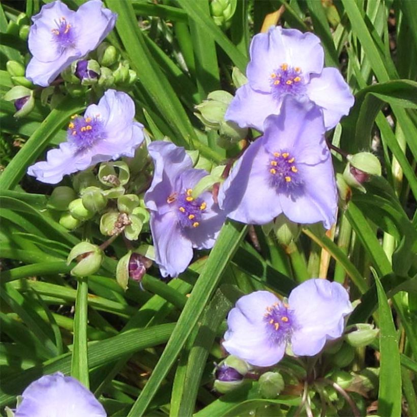 Tradescantia andersoniana Little Doll (Fioritura)