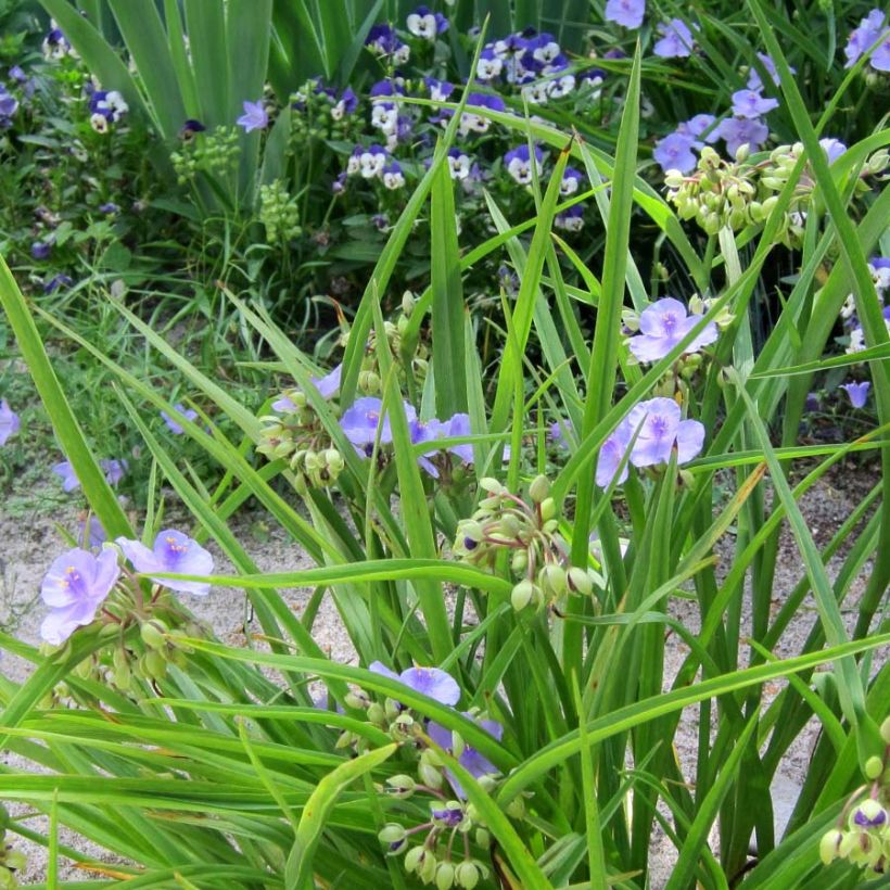 Tradescantia andersoniana Little Doll (Porto)