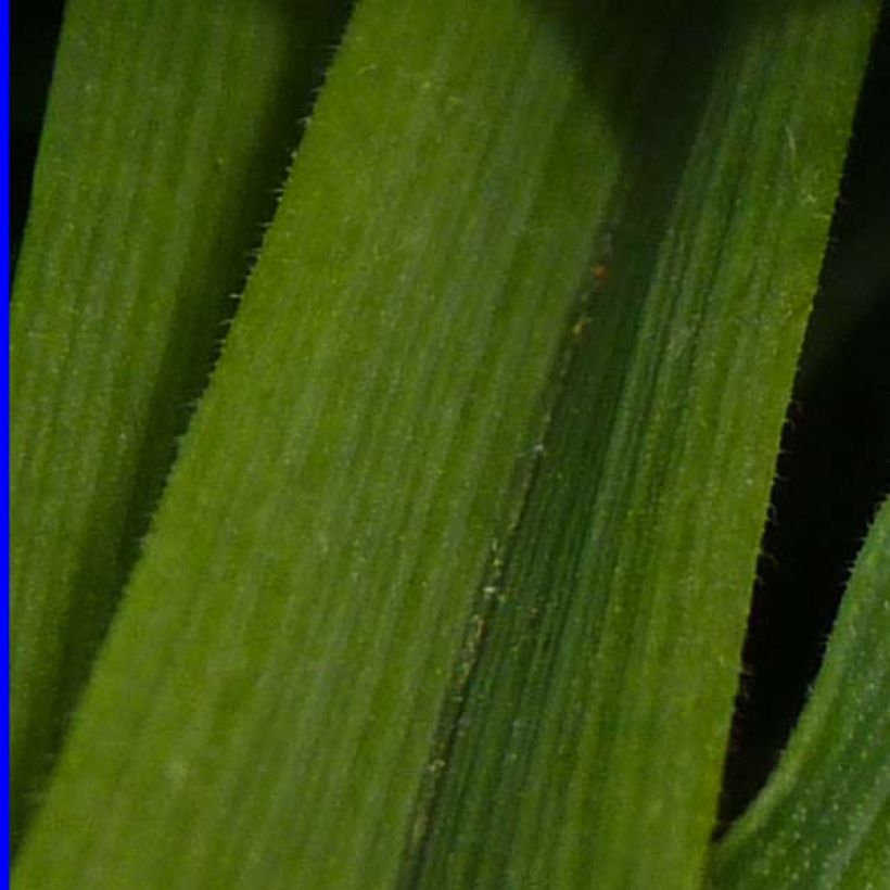 Tradescantia andersoniana Osprey (Fogliame)