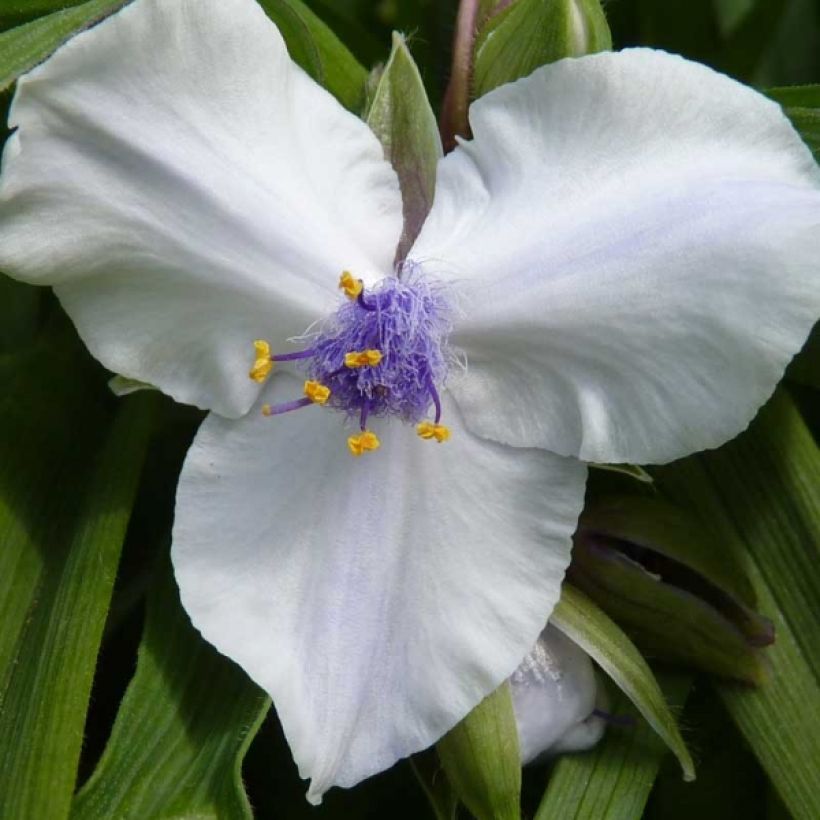 Tradescantia andersoniana Osprey (Fioritura)