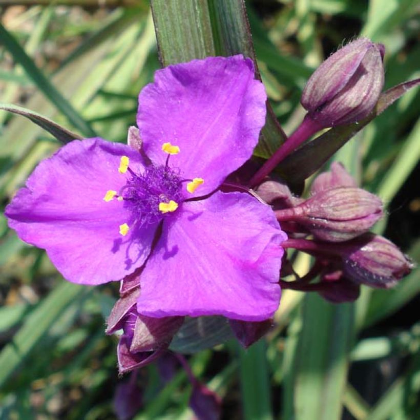 Tradescantia andersoniana Concord Grape (Fioritura)