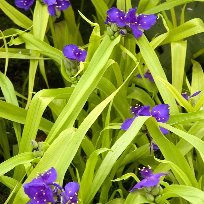 Tradescantia andersoniana Sweet Kate (Porto)