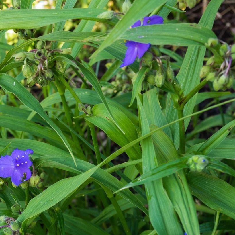 Tradescantia andersoniana Zwanenburg Blue (Fogliame)