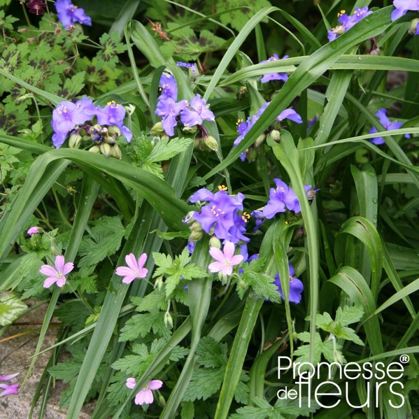 Tradescantia andersoniana Zwanenburg Blue (Porto)