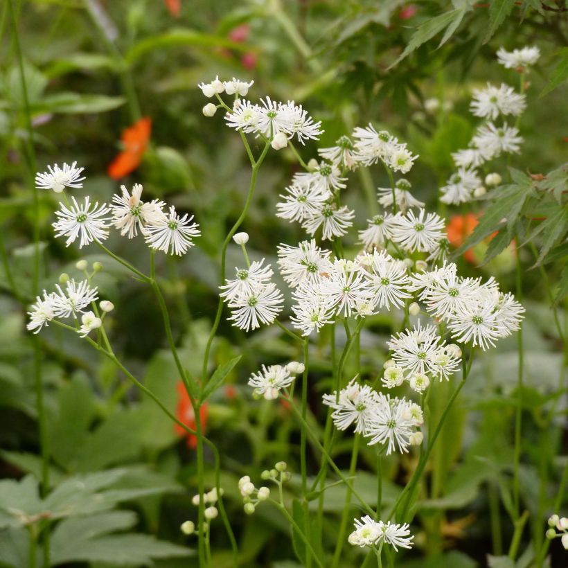 Trautvetteria caroliniensis (Fioritura)