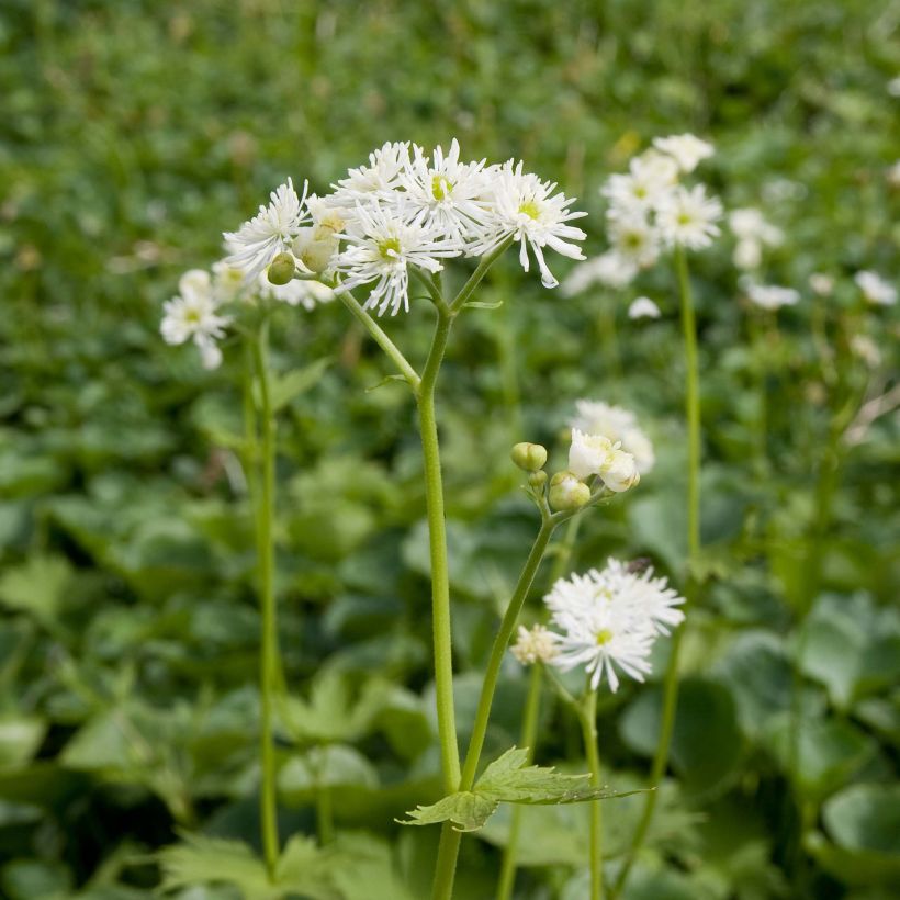 Trautvetteria caroliniensis (Porto)