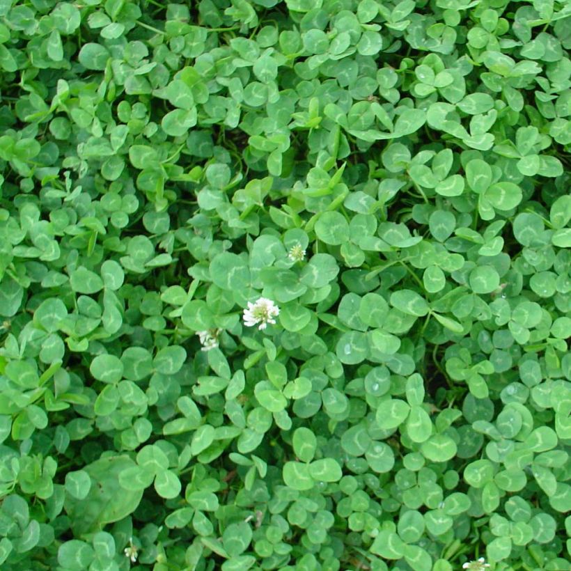 Trifolium repens nain - Trifoglio bianco (Fogliame)