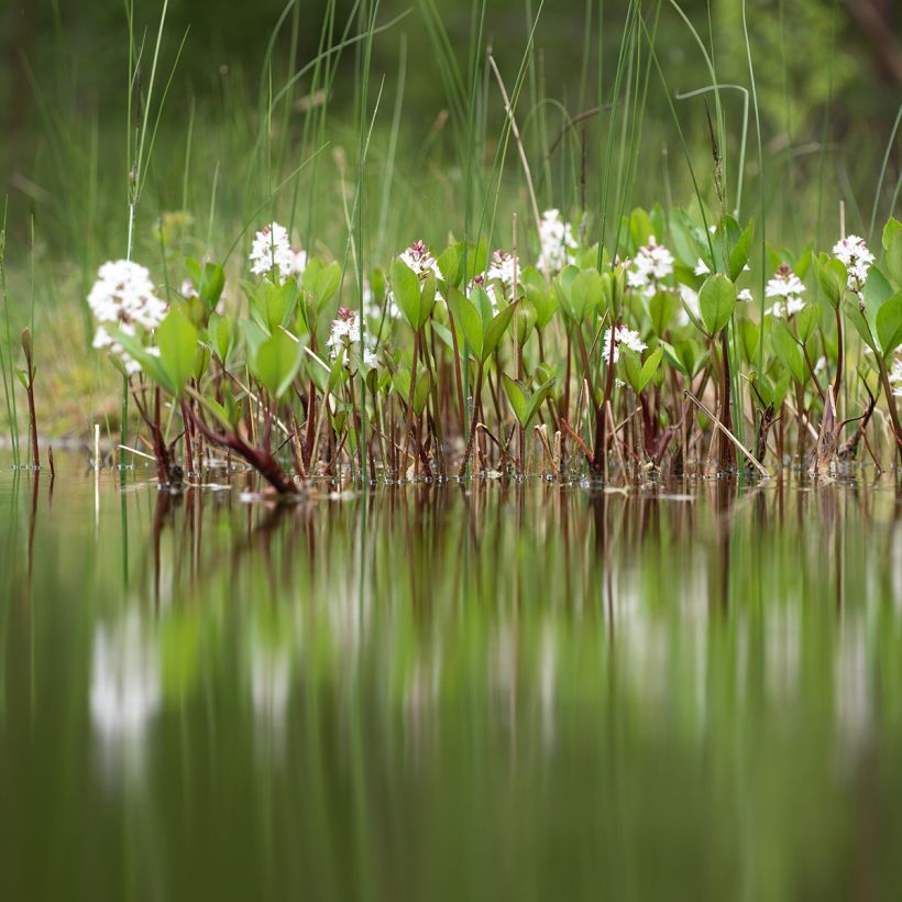 Menyanthes trifoliata - Trifoglio fibrino (Porto)