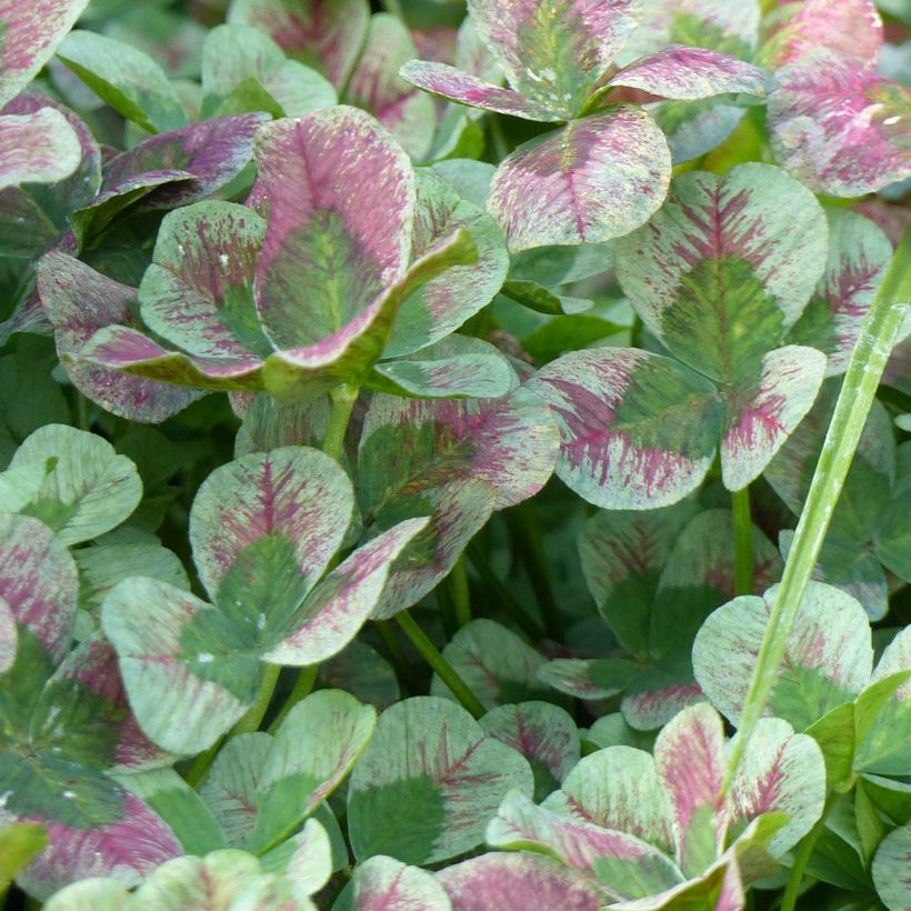 Trifolium Angel Clover Chocolate - Trifoglio (Fogliame)