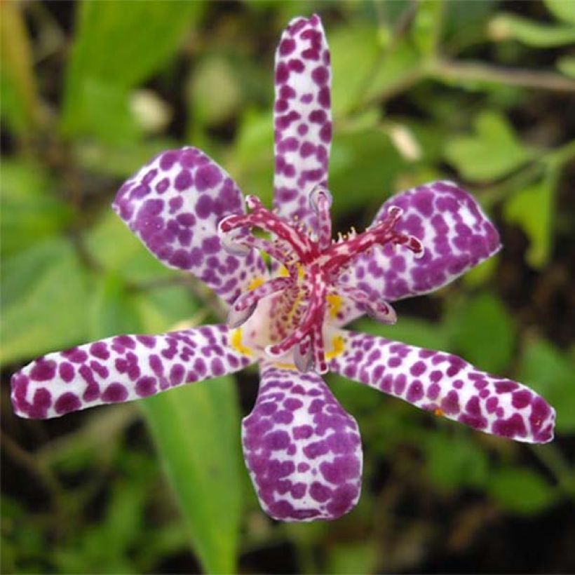 Tricyrtis hirta Imperial Banner (Fioritura)