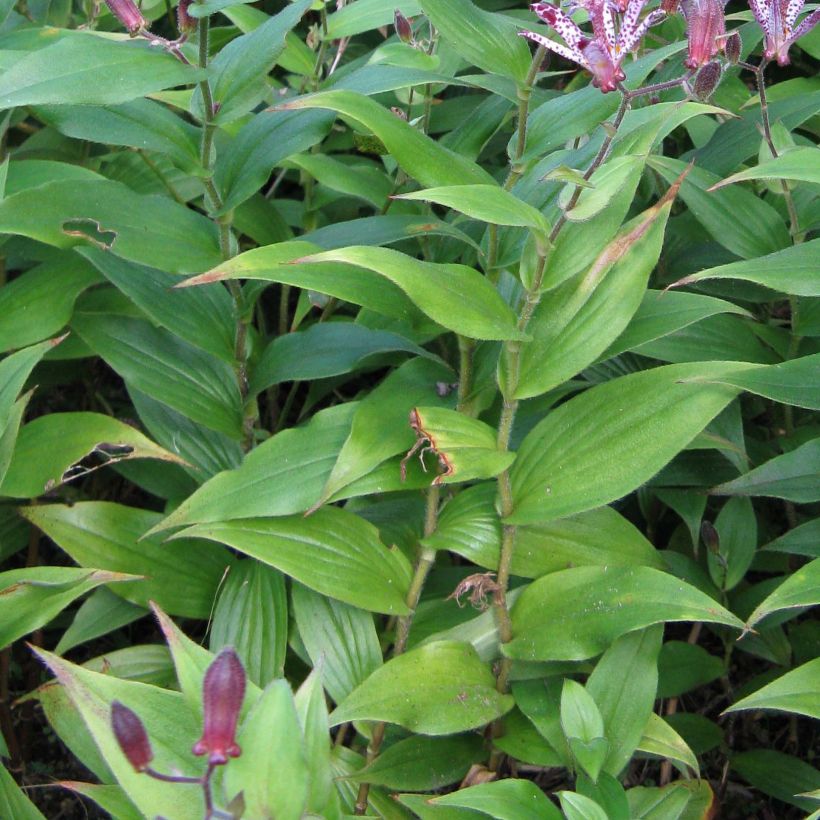 Tricyrtis hirta formosana Sinonome (Fogliame)