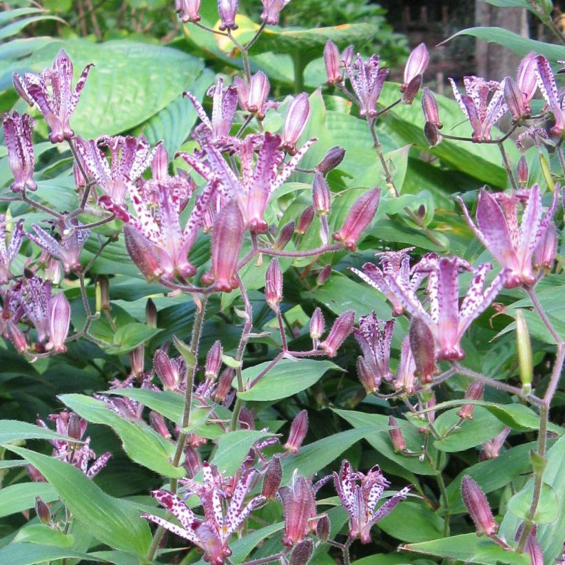 Tricyrtis hirta formosana Sinonome (Fioritura)