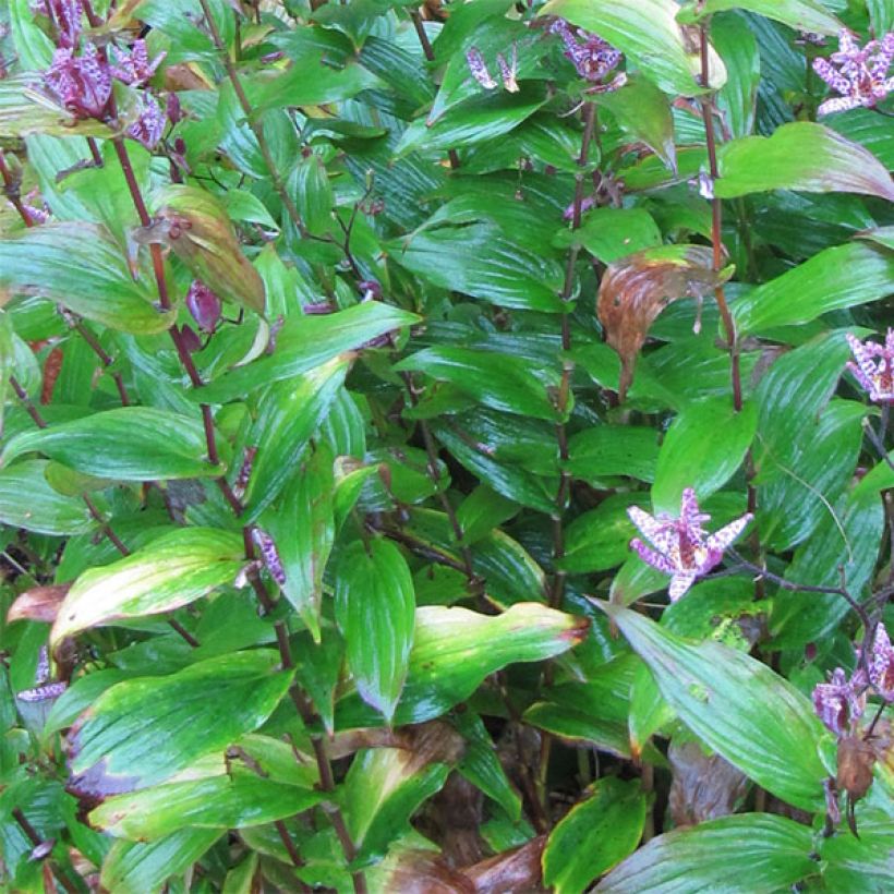 Tricyrtis formosana (Fogliame)