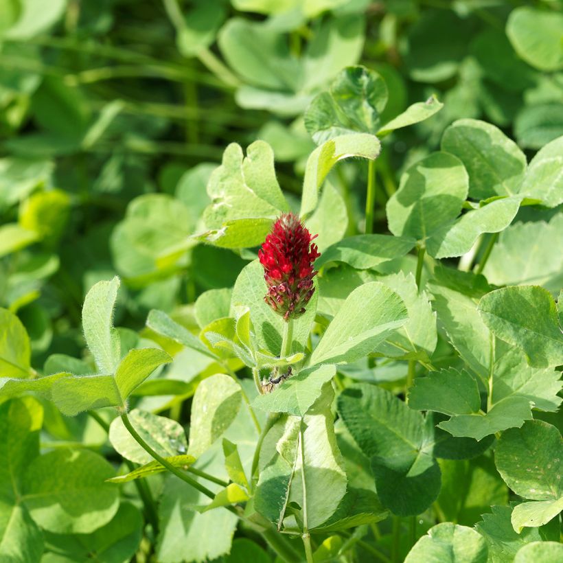 Trifolium incarnatum - Trifoglio incarnato (Fogliame)